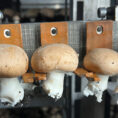 Gamechanger Mushrooms on Belt - The Mushroom Machine Gamechanger